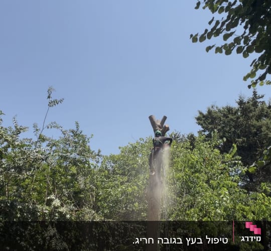 אדם גוזם עץ גבוה עם מסור חשמלי